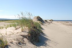 Dünen bei Berry Head